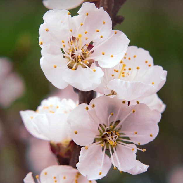 Lovely tender sakura flowers in spring on a tree