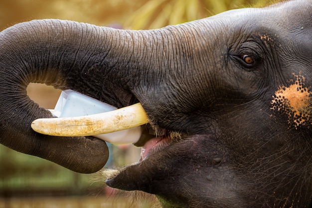 Photo lovely thai elephants drink bottled milk