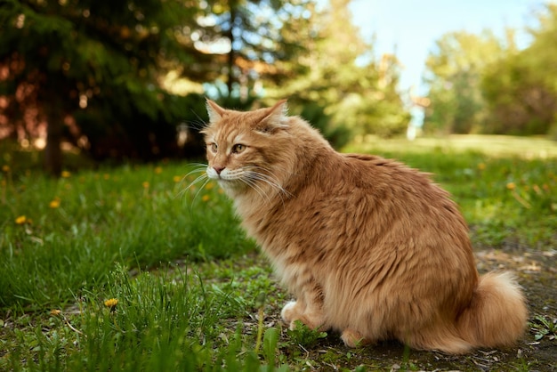 사랑스러운 순종 빨간 머리 고양이 품종 Kurilian Bobtail 저자극성 고양이 품종