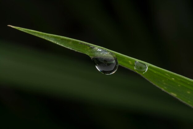 Photo lovely tiny water droplets hanging on the foliage after rain