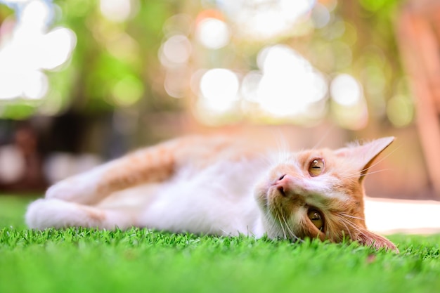 Lovely white and brown cat with sunset light bokeh and lens flare background. Cute pet relax in home garden.