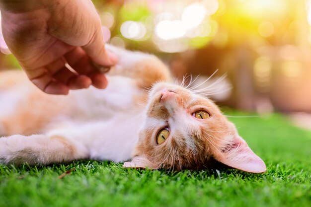 Lovely white and brown cat with sunset light bokeh and lens flare background. Cute pet relax in home garden.