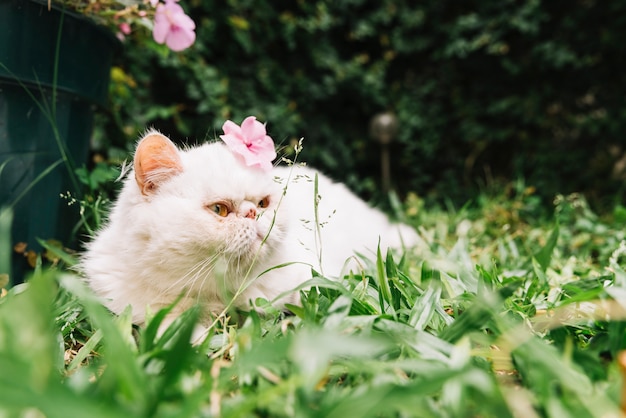 写真 自然の中で素敵な白い猫