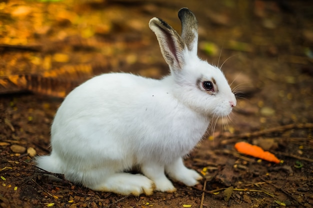 素敵な白いウサギが動物園でニンジンを食べる。