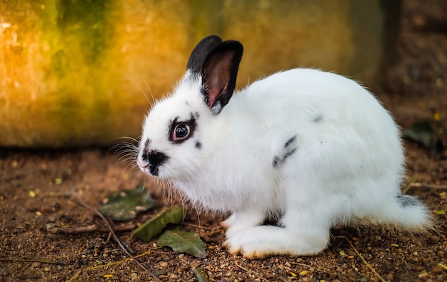 사랑스러운 흰 토끼는 동물원에서 당근을 먹는다.