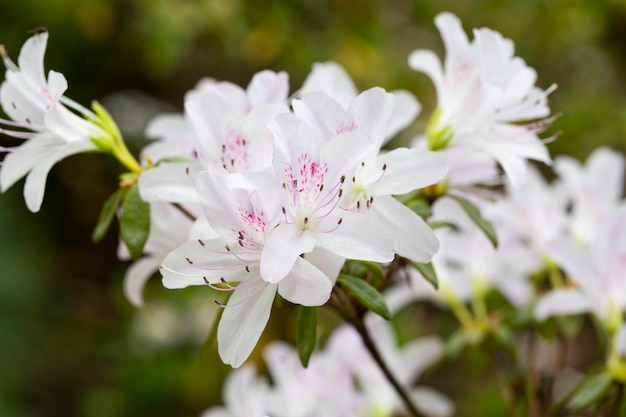 Lovely white Rhododendron flower selective focus blurred background Closeup view to beautiful blooming white rhododendron