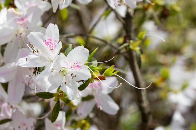 Lovely white Rhododendron flower selective focus blurred background Closeup view to beautiful blooming white rhododendron