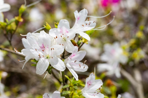 Lovely white Rhododendron flower selective focus blurred background Closeup view to beautiful blooming white rhododendron