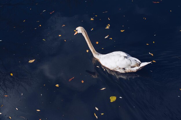 Photo lovely white swan live in the natural environment