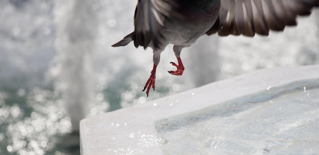 素敵な野生のハトの鳥は都市環境に住んでいます