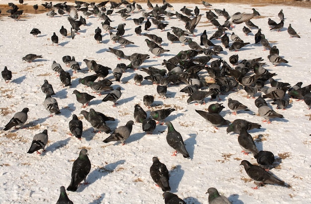 Lovely wild pigeons bird live in urban environment in winter