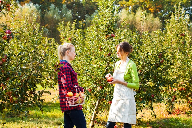 写真 緑の日当たりの良いリンゴ園で会話をしている素敵な女性。リンゴの植え付けの経験を共有する2人の若い女性農家。有機園芸の概念