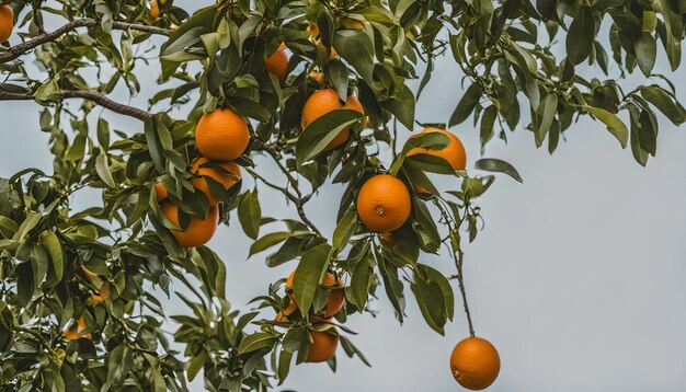 Foto meraviglioso meraviglioso questa foto prendere questa foto per il vostro lavoro ai generato top migliore foto