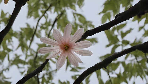 素晴らしい 素晴らしい この写真を撮って あなたの仕事のために AIが生成した 最高の写真