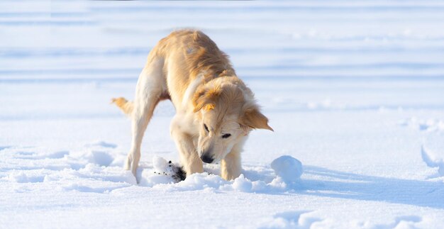 Lovely young golden retriever dog digging under clear snow