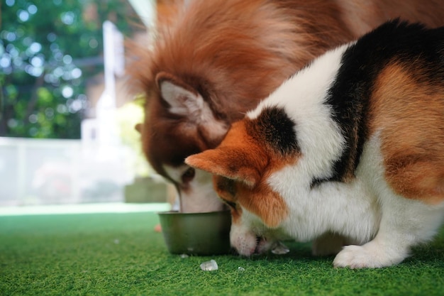 彼女の犬と遊ぶ素敵な若い女性