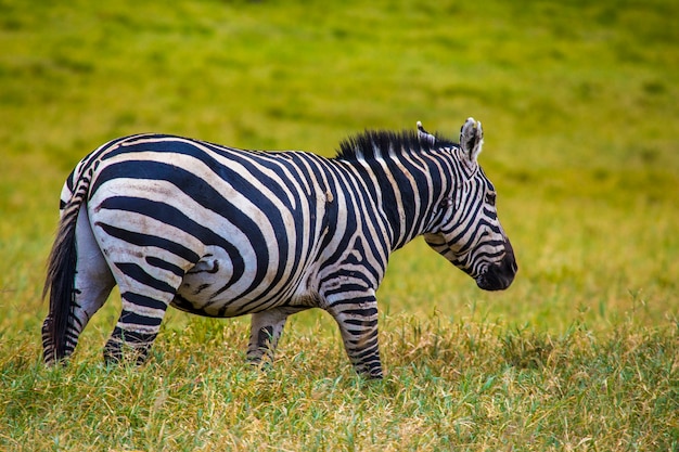 Una bella zebra nel parco nazionale di naivasha hell's gate pieno di animali. kenya walking o bike safari