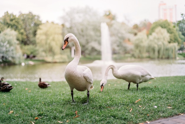 A loving couple of white swans walk on the lake among the ducks.