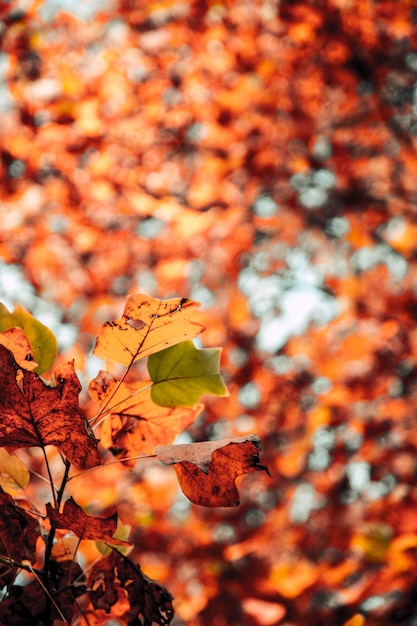 Low angel view of leaves on tree during autumn