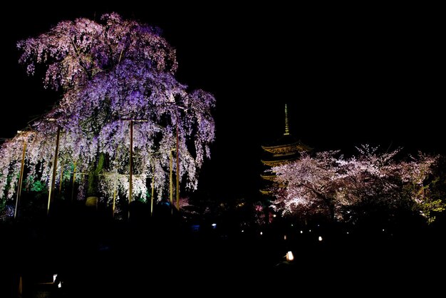 Photo low angle of cherry blossom tree at night