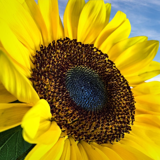 Low angle close-up of sunflower blooming against sky