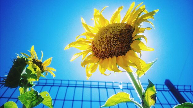 Low angle close-up of sunflowers against clear blue sky on sunny day