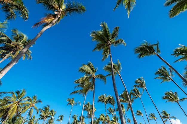 Low angle of exotic green leafed palms with tall trunks standing together in bright sunshine in tropical climate under blue cloudless sky