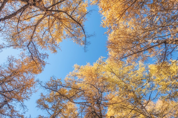 Low angle of Golden pine forest with blue sky background