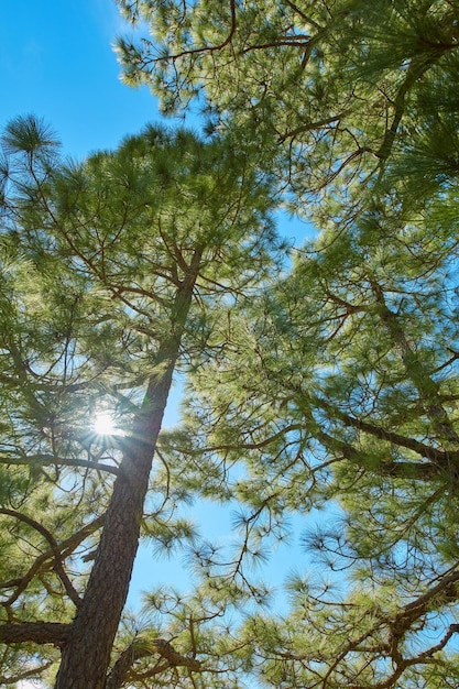 Low angle of pine trees in a forest against a bright blue background with a sun flare Tall coniferous evergreen plants in boreal woods with sunshine in Spain Peaceful nature scene in Canary Islands