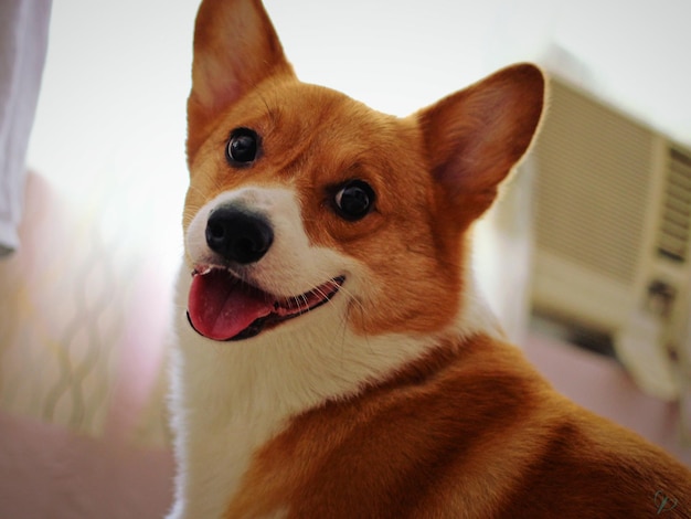 家にいる犬の低角度の肖像画