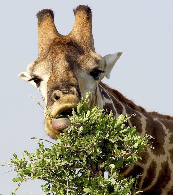 Foto ritratto a basso angolo di giraffa contro un cielo limpido