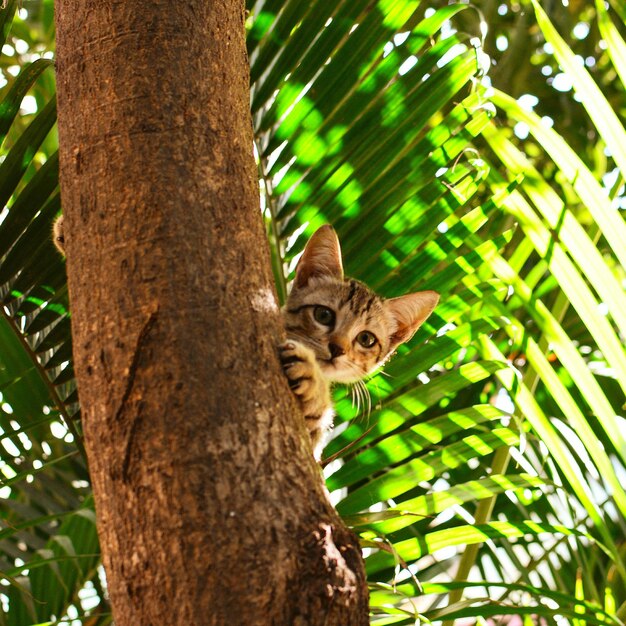 Low angle portrait of kitten sitting on tree