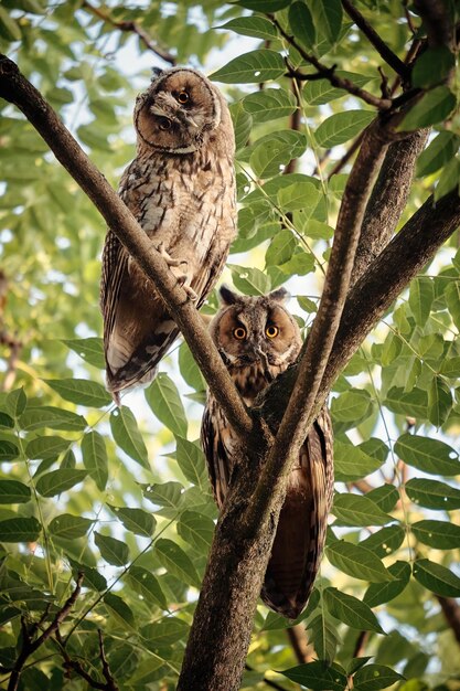 Low angle portrait of owls on tree