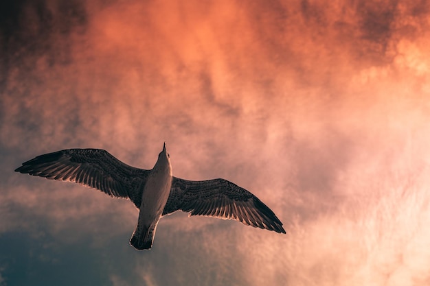 Низкоугольный снимок летящей чайки на фоне облаков в розовом эффекте