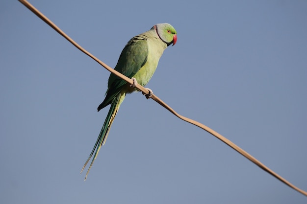 Low angle shot of a green parrot perched on a pole isolated