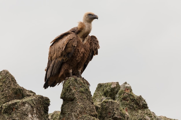 Low angle shot of a griffon vulture at the Monfrague National Park in Spain