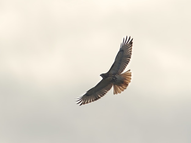 Low angle shot of a hawk