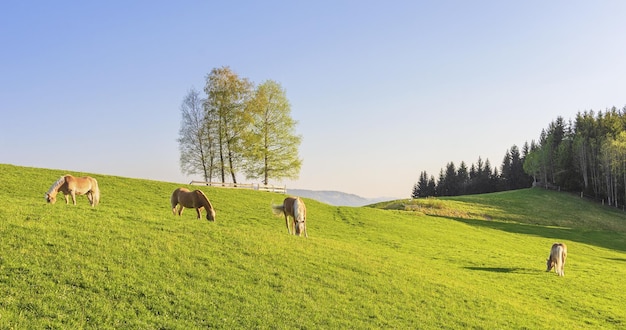 Low angle shot of the horses grazing on a grasscovered hill with the trees in the background