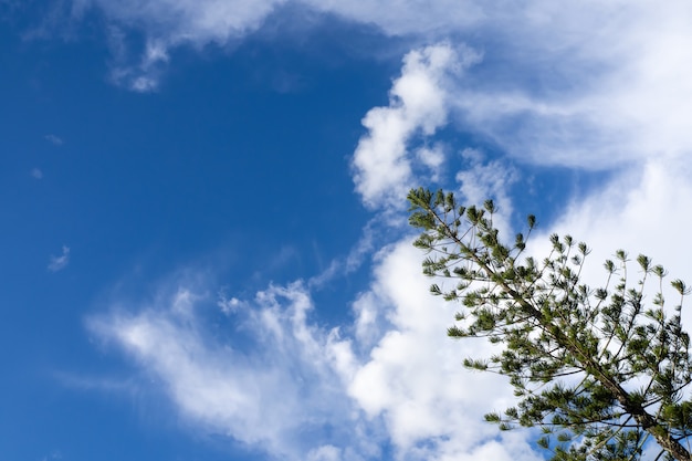 写真 晴れた日の青い空と松の木のローアングルショット。