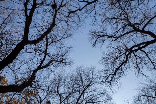 秋の曇った暗い空を背景にした古い裸の葉のない木のローアングルショット