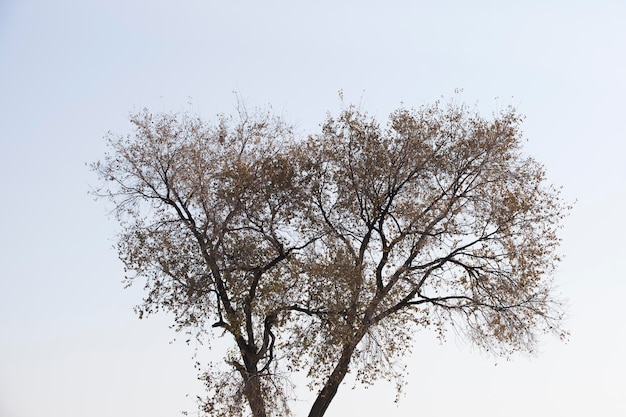 Low-angle shot of an old tree against the blue sky in autumn