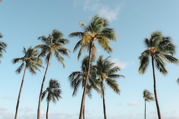 Low angle shot of palm trees under a blue sky with clouds