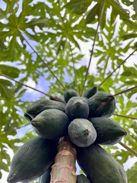 生の緑の果実が育つパパヤの木の低角度撮影