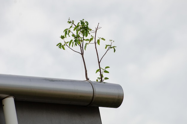 屋根上のパイプ上で成長する小さな植物のローアングルショット