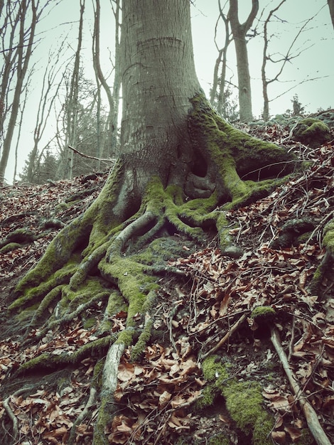 Low angle vertical shot of the mossy tree roots  and dry leaves on the ground