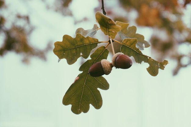 Photo low angle view of acorns growing on tree