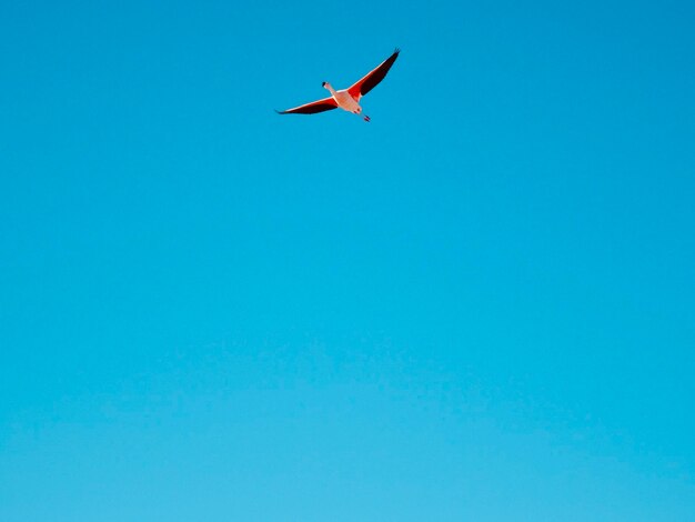 Low angle view of airplane flying in sky