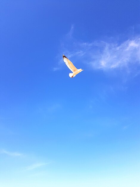 Low angle view of airplane flying in sky