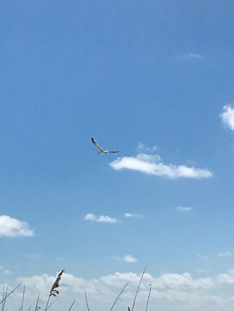 Foto vista a basso angolo di un aereo che vola nel cielo