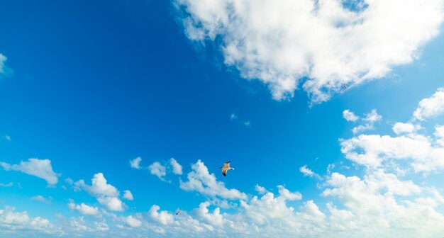 Low angle view of airplane flying in sky